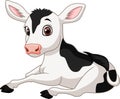 Cartoon funny baby cow sitting isolated on white background Royalty Free Stock Photo