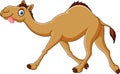 Cartoon funny camel running Royalty Free Stock Photo