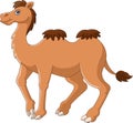 Cartoon funny camel smile and standing Royalty Free Stock Photo