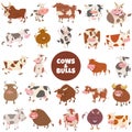 Cartoon funny cows and bulls farm animals big set Royalty Free Stock Photo
