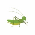 Cartoon funny cricket. Vector illustration isolated on white background.