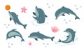 Dolphin vector design