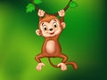 Cartoon funny monkey hanging on a vine Royalty Free Stock Photo
