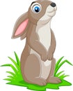 Cartoon funny rabbit on the grass