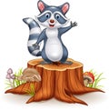 Cartoon funny raccoon cartoon waving hand on tree stump Royalty Free Stock Photo