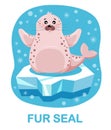 cartoon fur seal, seal on ice floe, blue background. Cards for learning children