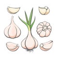 Cartoon garlic sketch