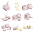 Cartoon garlics set. Whole garlic, peeled, cloves and garlic groups. Flat simple design. Vector illustrations collection