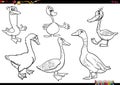 cartoon geese farm animal characters set coloring page Royalty Free Stock Photo