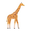 Cartoon giraffe African animal, hoofed mammal