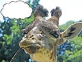 Cartoon giraffe Giraffa camelopardalis