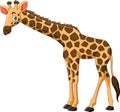 Cartoon giraffe on white background