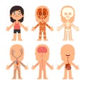 Cartoon girl body anatomy. Woman veins, organs and nervous system biology chart. Human skeleton and muscle systems vector Royalty Free Stock Photo