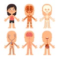 Cartoon girl body anatomy. Woman veins, organs and nervous system biology chart. Human skeleton and muscle systems Royalty Free Stock Photo