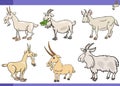 cartoon goats farm animals comic characters set Royalty Free Stock Photo