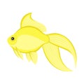 Cartoon gold fish isolated on white. Vector illustration