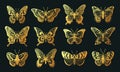 Cartoon golden butterfly, cut out flying insects, cute butterflies. Tropical gold insects silhouettes, beautiful colorful moths