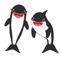 Cartoon grampus orca, killer whale, sea wolf Kawaii with pink cheeks and positive smiling on white background. Vector