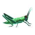 Vector Cartoon Grasshopper Character isolated illustration
