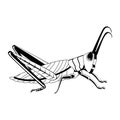 Vector Cartoon Grasshopper Character isolated illustration