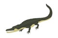 Cartoon green crocodile danger predator and australian wildlife river reptile carnivore alligator with scales teeth flat