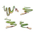 Cartoon green funny snakes. Illustration for design