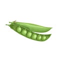 Cartoon green pea open pod with seeds. Single vegetable. Fresh farm product. Eco nutrition. Vector illustration Royalty Free Stock Photo