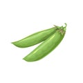 Cartoon green peas. Vegetable group. Fresh farm product. Eco nutrition. Vector illustration.