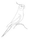 Cartoon grey african parrot illustration drawing