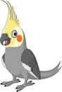 Cartoon Grey Cockatiel on White Background Royalty Free Stock Photo