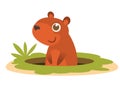 Cartoon groundhog. Vector illustration isolated