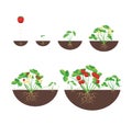 Cartoon Growth Stages Of Strawberries Icon Set. Vector