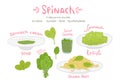 Cartoon hand drawn spinach food set Royalty Free Stock Photo