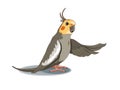 Cartoon happy cockatiel Royalty Free Stock Photo