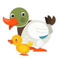 Cartoon happy farm animal cheerful duck family illustration Royalty Free Stock Photo