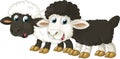 Cartoon happy farm animal cheerful pair of sheep isolated illustration for children