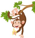 Cartoon happy monkey hanging and holding banana Royalty Free Stock Photo