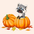 Cartoon happy raccoon in pumpkin basket