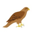 Cartoon hawk icon on white background. Royalty Free Stock Photo