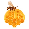 Cartoon honeycomb with bee. Honeycomb with sweet melting honey, honeycraft and beekeeping. Honey bee with honey flat vector