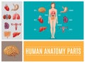 Cartoon Human Anatomy Parts Concept Royalty Free Stock Photo