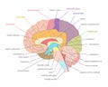 Cartoon Human Brain Anatomy in a Cut. Vector