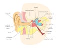 Cartoon Human Ear Anatomy in a Cut. Vector Royalty Free Stock Photo