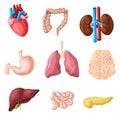 Cartoon Human Internal Organs Set Royalty Free Stock Photo