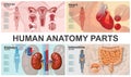 Cartoon Human Organs Composition Royalty Free Stock Photo