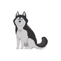 Cartoon husky dog with blue eyes, Vector isolated illustration of Alaskan husky domestic breed pet front view