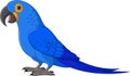 Cartoon Hyacinth Macaw on White Background