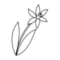 Cartoon icon with colorful flower daffodil outline doodle on white background for wallpaper design. Ornament