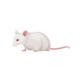 Flat vector icon of laboratory rat. Rodent with white coat, red eye and long pink tail. Home pet. Element for promo Royalty Free Stock Photo