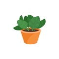 Flat vector icon of peperomia plant in brown ceramic pot. Small decorative houseplant with wide green leaves Royalty Free Stock Photo